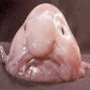 Meet your Posher, Blobfish